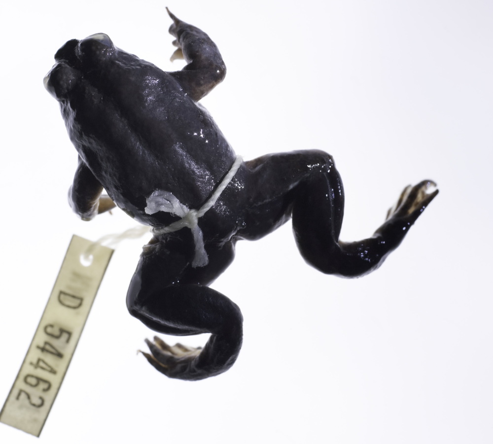 a southern gastric brooding frog specimen with museum label